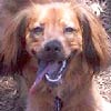 Mr. Dog